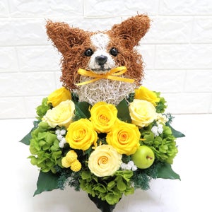 パピヨン　犬花