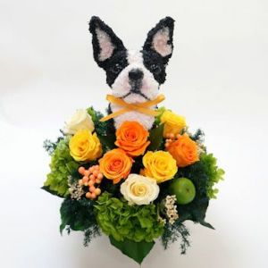 ボストンテリア　犬花