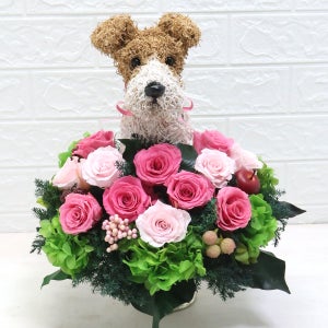 ワイヤーフォックステリア　犬花
