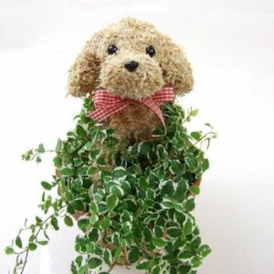 犬のトピアリー　犬花