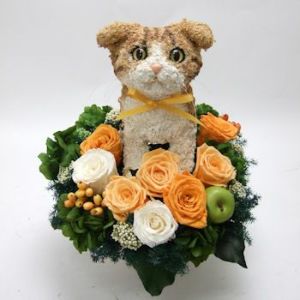 スコティッシュフォールド　猫花