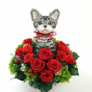 アメリカンショートヘア　猫花