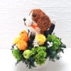 犬花