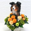 犬花