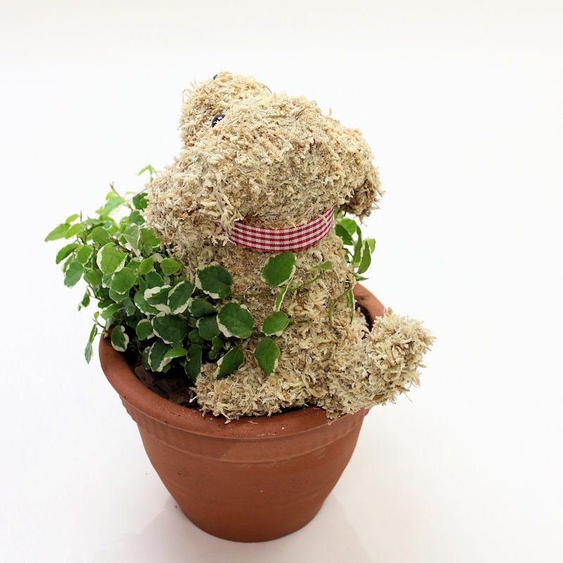 アニマルフラワー