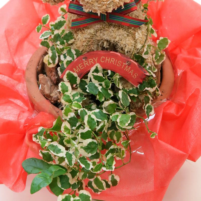 可愛い鉢植え　クリスマス