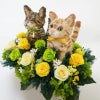 プリザーブドフラワー猫