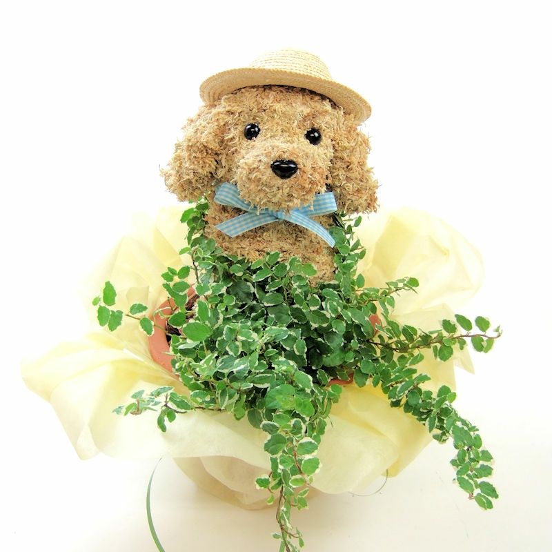 サマーギフト　犬