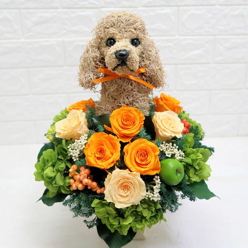 Aya.flower　アメリカンコッカースパニエル あのお花屋さん、@atelier.ai.ai さんでの写真。 . ちょっぴり雑誌風に