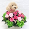 トイプードル フラワーアレンジメント