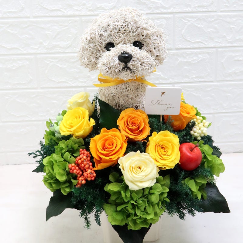 ビションフリーゼ 花