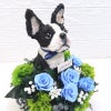 ボストンテリア 花