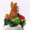 犬花