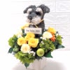開店祝い　犬