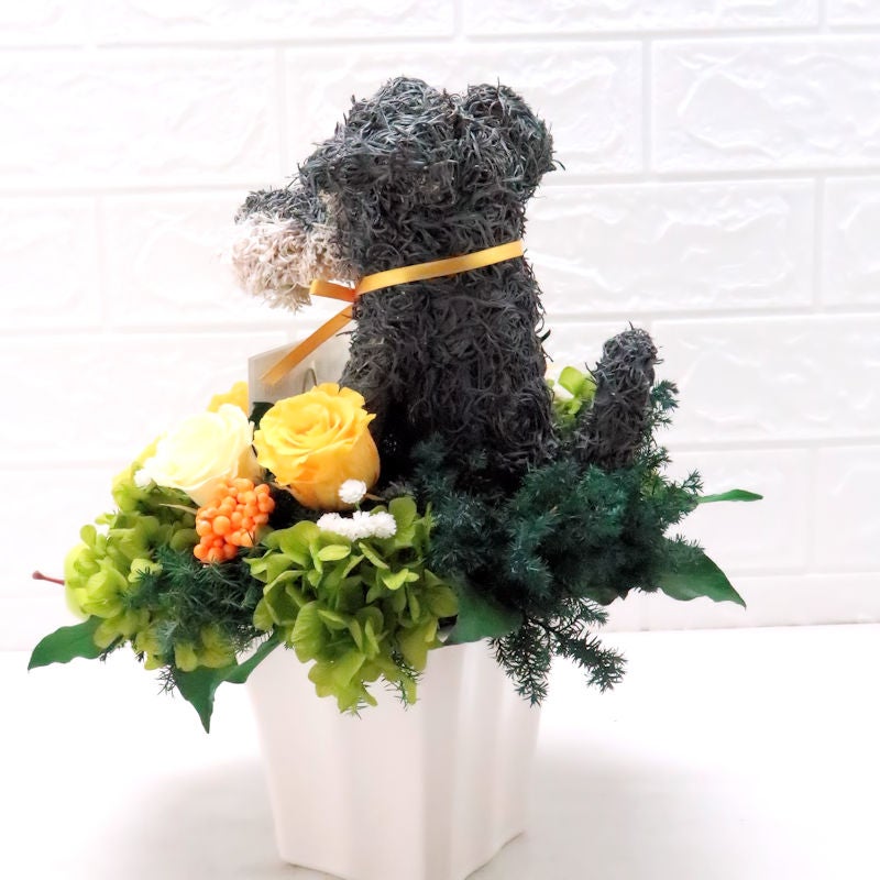 犬花