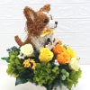 犬花
