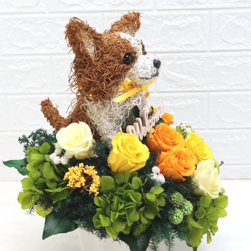 犬花