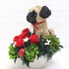 犬花