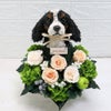 キャバリア 花