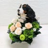 犬花 キャバリア