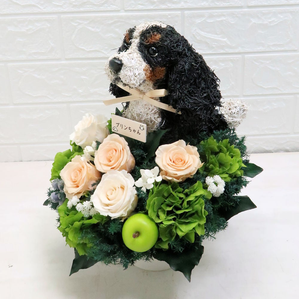 犬花 キャバリア