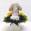犬花